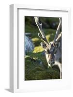 Reindeer, Svalbard, Norway-Paul Souders-Framed Photographic Print