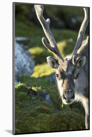 Reindeer, Svalbard, Norway-Paul Souders-Mounted Photographic Print