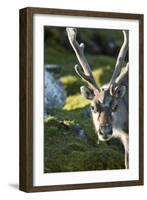 Reindeer, Svalbard, Norway-Paul Souders-Framed Photographic Print