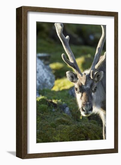 Reindeer, Svalbard, Norway-Paul Souders-Framed Photographic Print