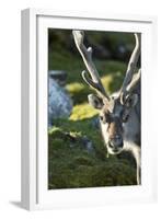 Reindeer, Svalbard, Norway-Paul Souders-Framed Photographic Print