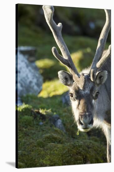 Reindeer, Svalbard, Norway-Paul Souders-Stretched Canvas