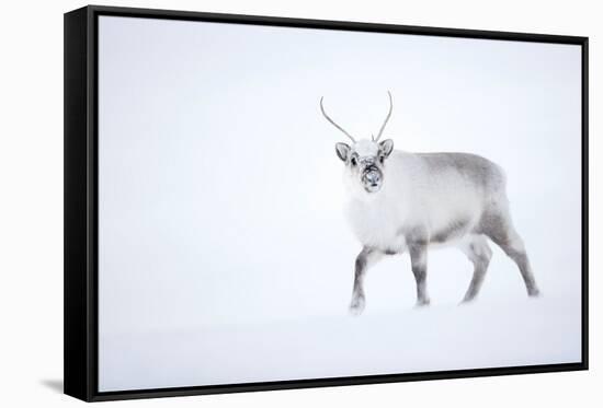 Reindeer walking in snow, Svalbard, Norway-Danny Green-Framed Stretched Canvas