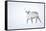 Reindeer walking in snow, Svalbard, Norway-Danny Green-Framed Stretched Canvas