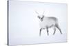 Reindeer walking in snow, Svalbard, Norway-Danny Green-Stretched Canvas