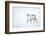 Reindeer walking in snow, Svalbard, Norway-Danny Green-Framed Photographic Print