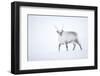 Reindeer walking in snow, Svalbard, Norway-Danny Green-Framed Photographic Print