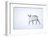 Reindeer walking in snow, Svalbard, Norway-Danny Green-Framed Photographic Print