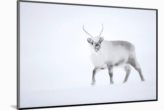 Reindeer walking in snow, Svalbard, Norway-Danny Green-Mounted Photographic Print