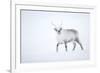 Reindeer walking in snow, Svalbard, Norway-Danny Green-Framed Photographic Print