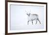 Reindeer walking in snow, Svalbard, Norway-Danny Green-Framed Photographic Print