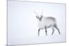 Reindeer walking in snow, Svalbard, Norway-Danny Green-Mounted Photographic Print