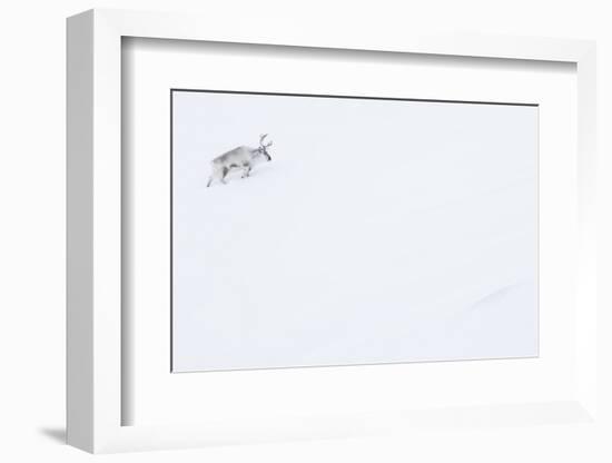 Reindeer walking up slope in snow. Svalbard, Norway-Danny Green-Framed Photographic Print