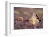 Reindeer week old calf sheltering in heather, Cairngorm National Park, Speyside, Scotland-Laurie Campbell-Framed Photographic Print