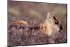 Reindeer week old calf sheltering in heather, Cairngorm National Park, Speyside, Scotland-Laurie Campbell-Mounted Photographic Print