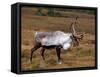 Reindeer-null-Framed Stretched Canvas