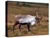 Reindeer-null-Stretched Canvas