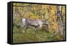 Reindeer-_LeS_-Framed Stretched Canvas