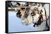 Reindeer-3355m-Framed Stretched Canvas