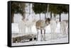 Reindeer-Molka-Framed Stretched Canvas