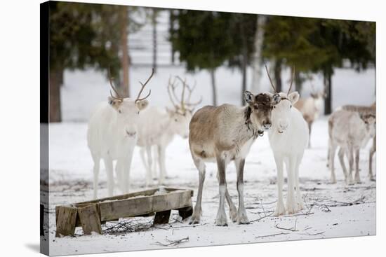 Reindeer-Molka-Stretched Canvas