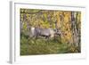 Reindeer-_LeS_-Framed Photographic Print