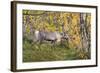 Reindeer-_LeS_-Framed Photographic Print