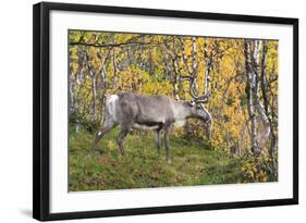 Reindeer-_LeS_-Framed Photographic Print