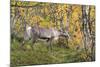 Reindeer-_LeS_-Mounted Photographic Print