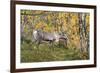 Reindeer-_LeS_-Framed Photographic Print