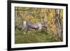 Reindeer-_LeS_-Framed Photographic Print