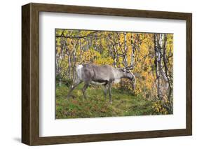 Reindeer-_LeS_-Framed Photographic Print