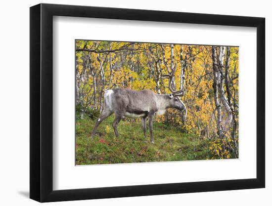 Reindeer-_LeS_-Framed Photographic Print