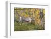 Reindeer-_LeS_-Framed Photographic Print