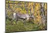 Reindeer-_LeS_-Mounted Photographic Print