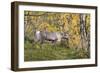 Reindeer-_LeS_-Framed Photographic Print