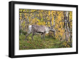 Reindeer-_LeS_-Framed Photographic Print