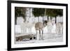 Reindeer-Molka-Framed Photographic Print