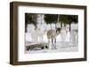 Reindeer-Molka-Framed Photographic Print