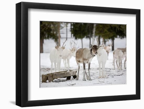 Reindeer-Molka-Framed Photographic Print