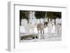 Reindeer-Molka-Framed Photographic Print