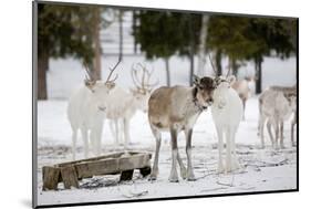 Reindeer-Molka-Mounted Photographic Print