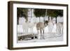 Reindeer-Molka-Framed Photographic Print