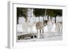 Reindeer-Molka-Framed Photographic Print