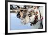 Reindeer-3355m-Framed Photographic Print