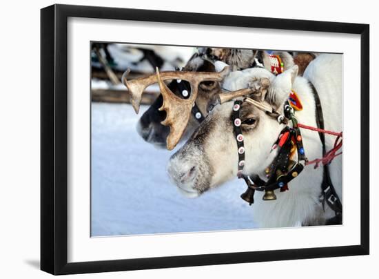 Reindeer-3355m-Framed Photographic Print