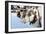 Reindeer-3355m-Framed Photographic Print