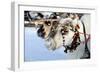 Reindeer-3355m-Framed Photographic Print