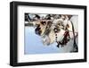 Reindeer-3355m-Framed Photographic Print