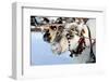 Reindeer-3355m-Framed Photographic Print